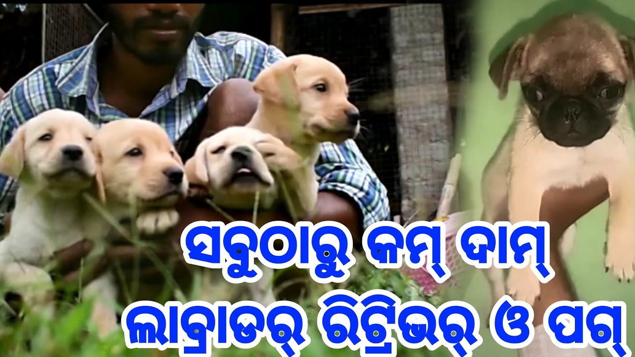 Cheapest Price Labrador Retriever and Pug Available All over Odisha