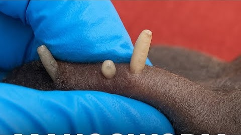 Puppy Covered in Mangoworms Gets a New Life ​@VetClinicGambia | Dog Maggots | Maggot removal #worms 