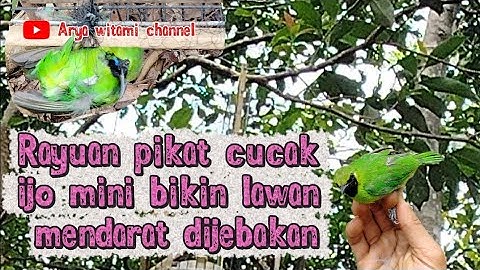 Mikat cucak ijo mini seru bikin ketagihan ketika pikat merayu lawan 