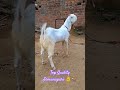 Top Quality Jamunapari goat 👌🐐 #goatfarmingindia #topquality #jamunaparifarm #bakripalanbusiness