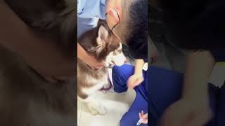 Смешные собаки😂 #юмор #смешные животные #собаки