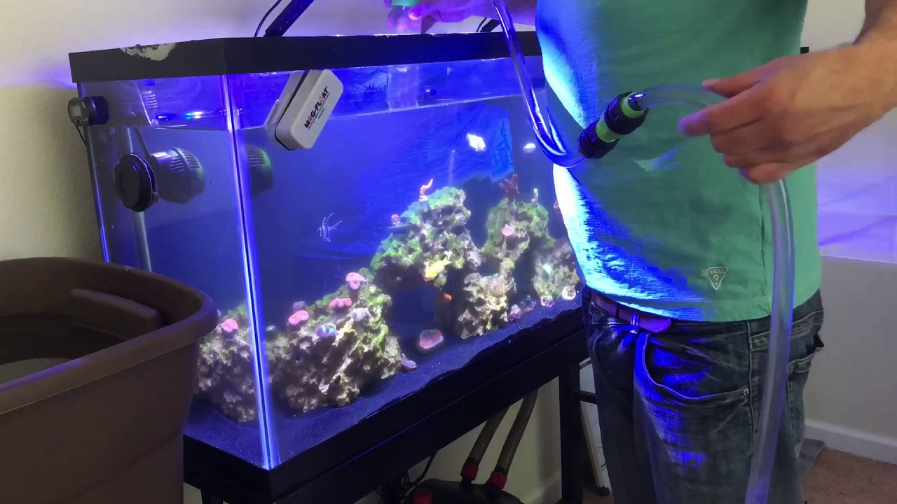 My 55 Gallon Reef Tank’s Weekly Water Change😩 - YouTube - Reef Tank Water Change Frequency And Biological Load Control