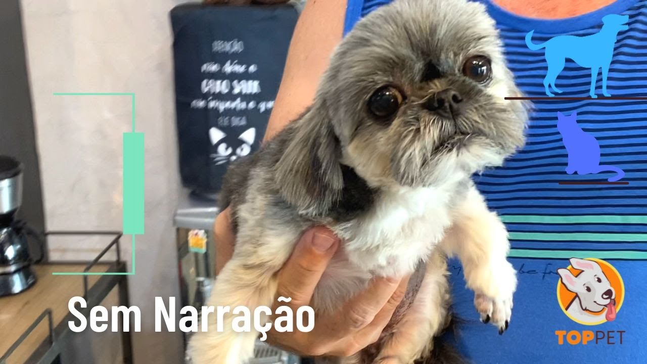 Como dar banho na menor Shih Tzu do Pet Shop?  (IDOSA)