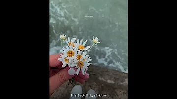 پیشرو هورامی جدید Horami 