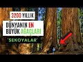 3200 yllk dnyann en byk aalar sekoyalar trkiyede sekoya aac var m 