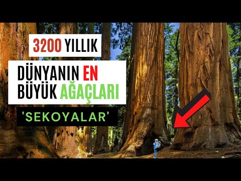 Video: Wisconsin'de sekoya ağaçları büyüyebilir mi?