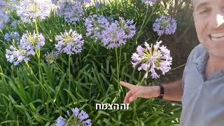 כיסוי שטח באמצעות אגפנתוס שמתפשט עם השנים