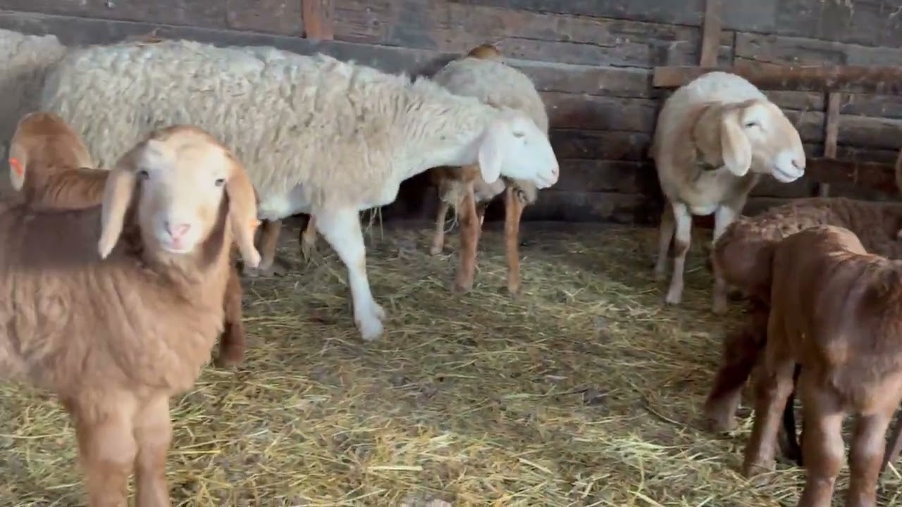 Подписывайтесь на наш телеграмм канал!!! https://t.me/nigneomskoe_podvorje