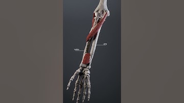 Forearm pronation and supination #forearm #ulna #radius #anatomy #biomechanics #anatomyofmotion