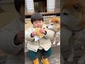 こけるなよー！www #ai #柴犬 #shorts