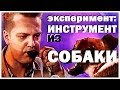 Галилео. Эксперимент. Музыкальный инструмент из собаки