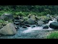 Flowing Water Sounds for Better Sleep in a Deep Forest – Sleep in Minutes – Release Stress