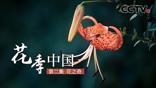 《花季中国》花之奇 | CCTV纪录