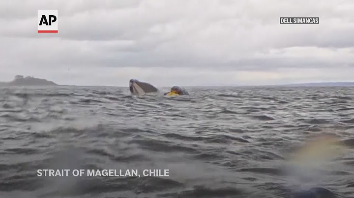 Humpback whale swallows kayaker before releasing him in Chilean Patagonia