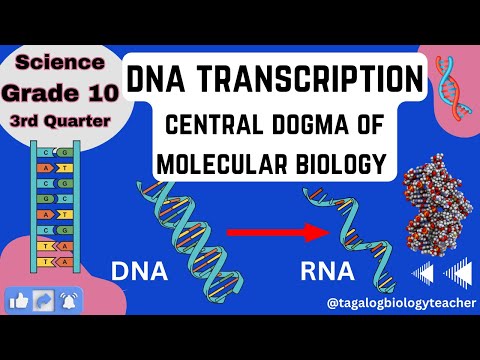 Video: Paano mo i-transcribe ang mga sequence ng DNA?