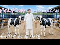👉 New Farmer Cha Gaya 🔥 | Friesian HF Bachrian for Sale Today | Punjab Latest Deal