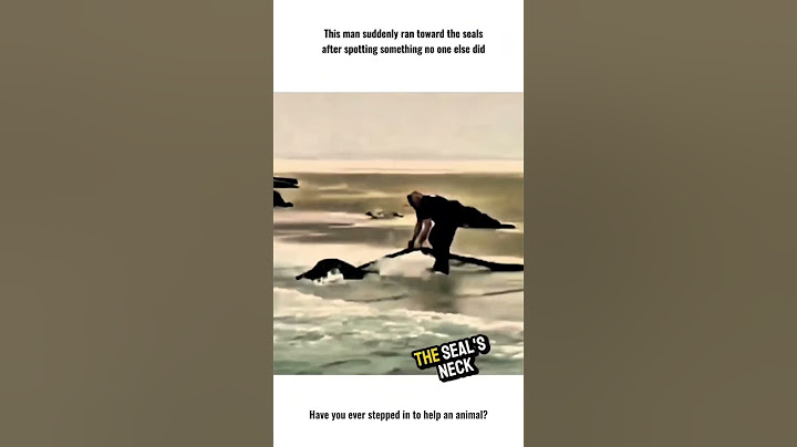 This brave man suddenly ran towards the seals after spotting something no one else did
