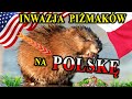 Inwazja Piżmaków na Europę i Polskę - Wojna z Norkami