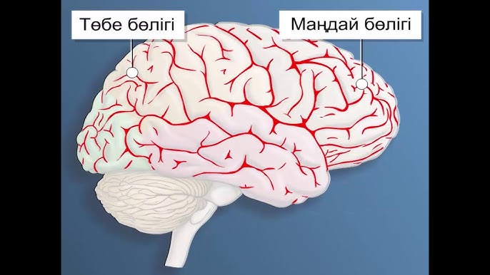Писка және оның сүйкімділігі фотосы Писка және оның сүйкімділігі фотосы