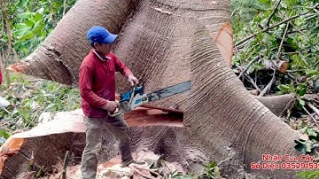 Cưa Cây Gòn To Khổng Lồ Ngã Vang Cả Khu Rừng 
