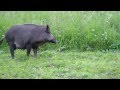 Mom Wild boar is a fighter and piglets too .