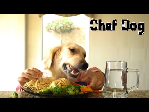 Chef Dog | Make Spaghetti Recipe - Boat Dog Enjoy Meal! Watch Now