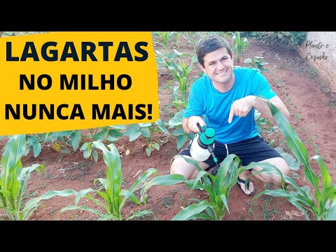 Vídeo: Como tratar a lagarta do milho?