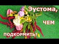 Первая подкормка эустомы и успех гарантирован! Лучшее удобрение для эустомы после всходов Lisianthus