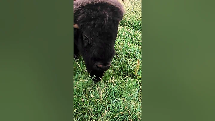 Calf days at Cook 's Bison Ranch