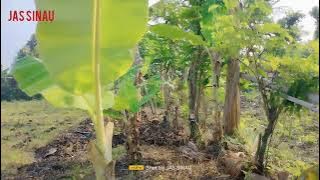 Uler kambang ..kutut manggung tombo kesel.. nyampleng tenan .