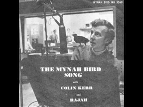 Colin Kerr & Rajah - The Mynah Bird Song