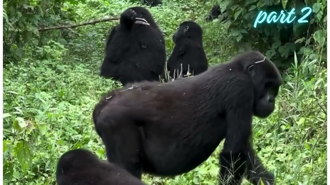 Just like children, young gorillas are incredibly curious, playful. 5-Days Gorilla trip.Watch part 2