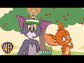 Teach Tom to Count! 😸✏️ | Learning with Tom &amp; Jerry | @wbkids