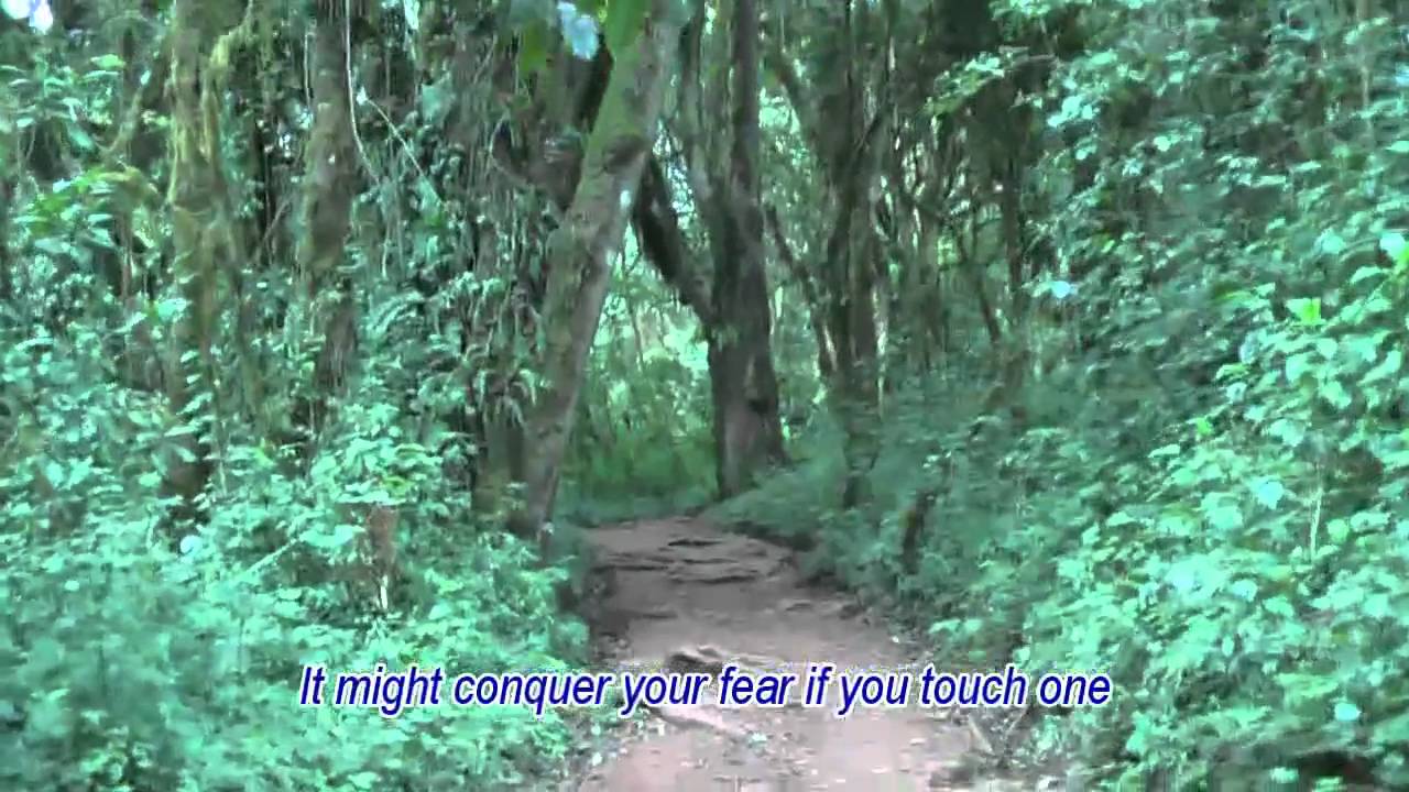 Marangu Gate to Mandara Huts, Kilimanjaro 2010