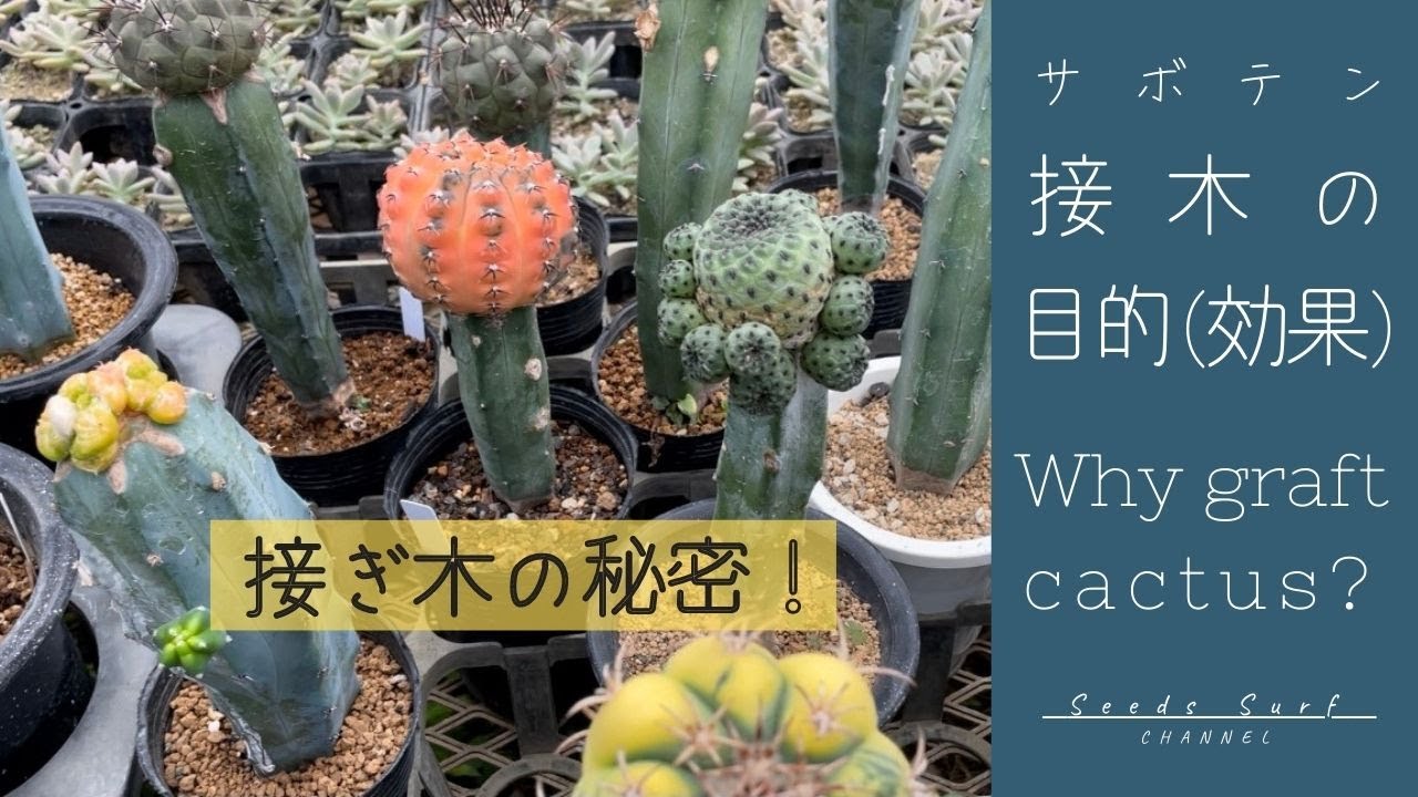 Why Graft Cactus What For Youtube Why Graft Cactus What For Youtube
