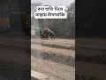 বন্য হাতি দিয়ে রাস্তায় চাঁদাবাজি #song #bhojpuri #sad