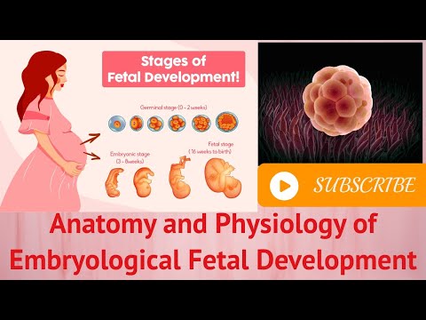 Prenatal Development Anatomical Chart