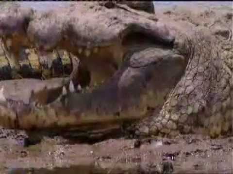 gustave crocodile burundi giant