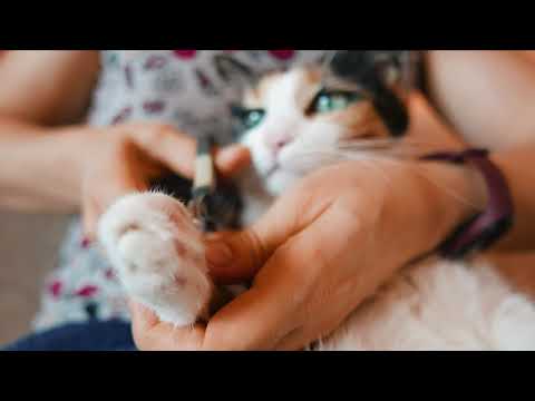 Cum să tai unghiile pisicii
