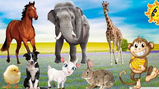 Lovely animals, the activities of familiar animals dogs, cats, chickens, ducks, pigs, horses, cows