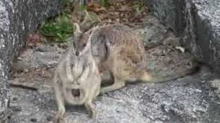 Wallaby Joe, Granite Gorge, Mareeba, Australia