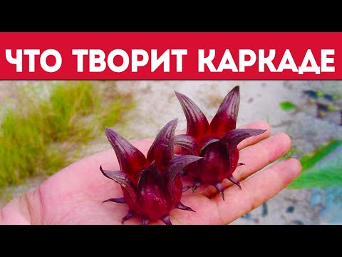 Польза и вред каркаде! Смотрите, что изменяется в организме после каркаде