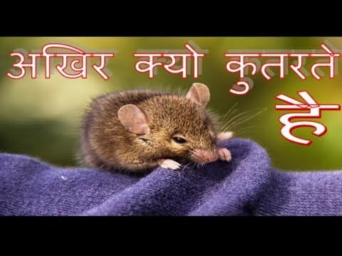 वीडियो: चूहों ने शावकों को क्यों खाया?