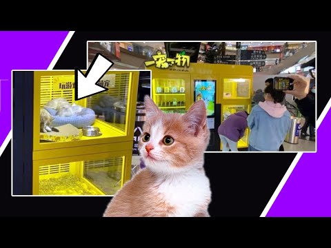 OUTRAGE 😡 At Kittens 🐈 Available In Gaming Vending Machine In China!