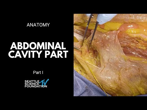 Video: Perbezaan Antara Abdomen Dan Abdominal Cavity