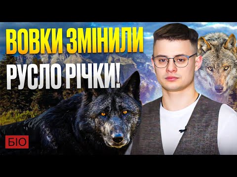 Як 14 вовків змінили русло річок та що із ними сталося зараз? Дрібниця яка змінила їх життя.@bio_UA