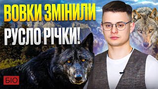 Як 14 вовків змінили русло річок та що із ними сталося зараз? Дрібниця яка змінила їх життя.@bio_UA