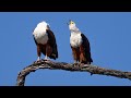 Fish Eagles Cry Out In Harmony Pure Wilderness Magic Fish Eagles Cry Out In Harmony Pure Wilderness Magic