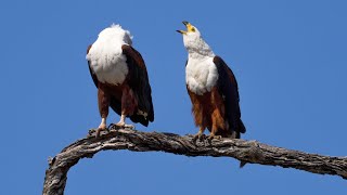 Fish Eagles Cry Out in Harmony | Pure Wilderness Magic