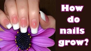 HOW DO NAILS GROW ? | Fun Facts about Nails | Letstute